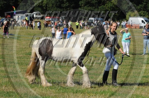 Hartlip Charity Horse Show  (1523) 