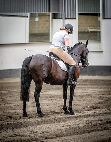 Redhorse Dressage at Willow Farm (QP2328) 