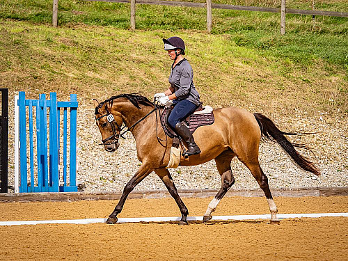 Breach Barn Dressage (QP2442) 